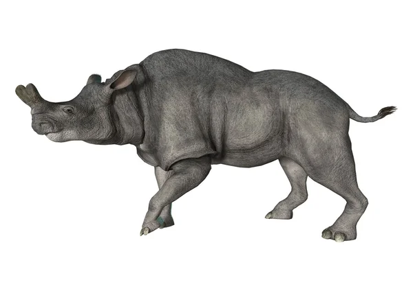 3D rendering Brontotherium σε λευκό — Φωτογραφία Αρχείου