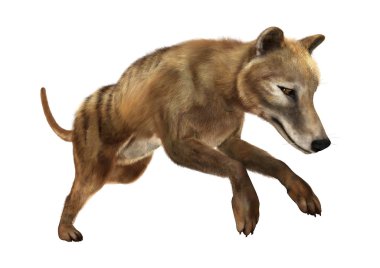 3D render Thylacine beyaz