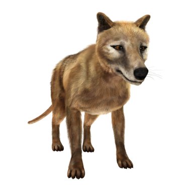 3D render Thylacine beyaz