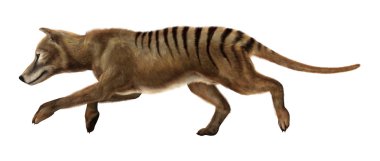 3D render Thylacine beyaz