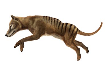3D Rendering Thylacine on White clipart