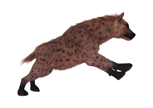 3D rendering Hyena op wit — Stockfoto