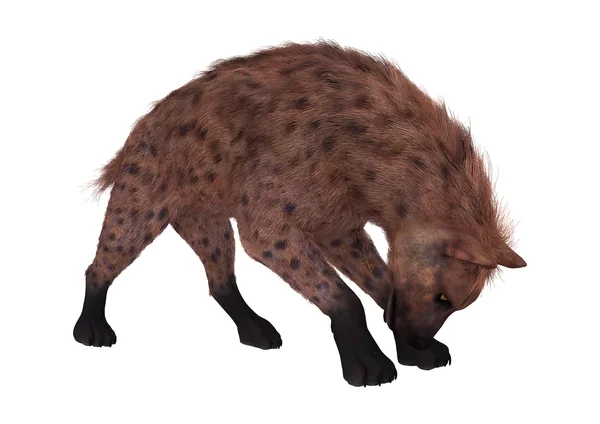 Representación 3D de hiena en blanco — Foto de Stock