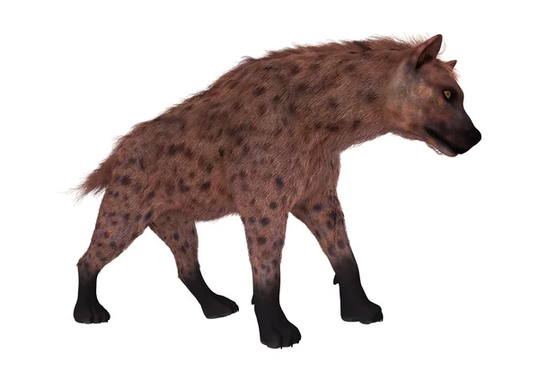3D vykreslování Hyena na bílém pozadí — Stock fotografie