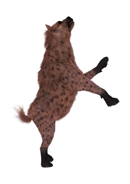 3D rendering Hyena på vit — Stockfoto