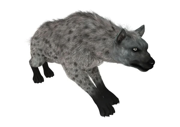 3D rendering Hyena op wit — Stockfoto