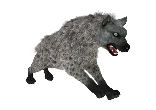 Representación 3D de hiena en blanco — Foto de Stock