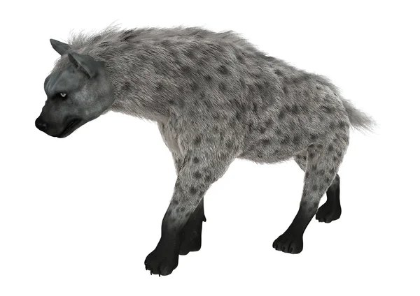 3D rendering Hyena op wit — Stockfoto