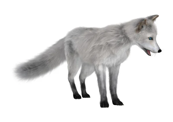 3D vykreslování polární liška na bílém pozadí — Stock fotografie