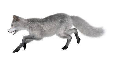 3D render beyaz kutup Fox'ta