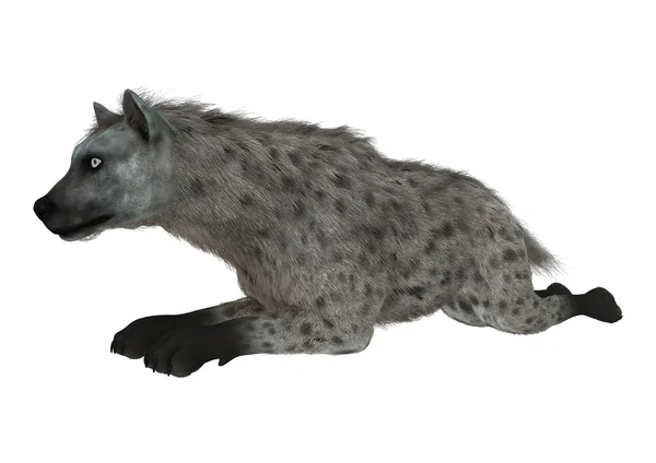 3D rendering Hyena op wit — Stockfoto