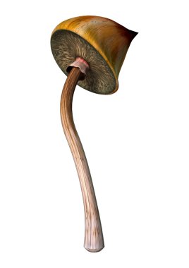 3D render sihirli mantar beyaz