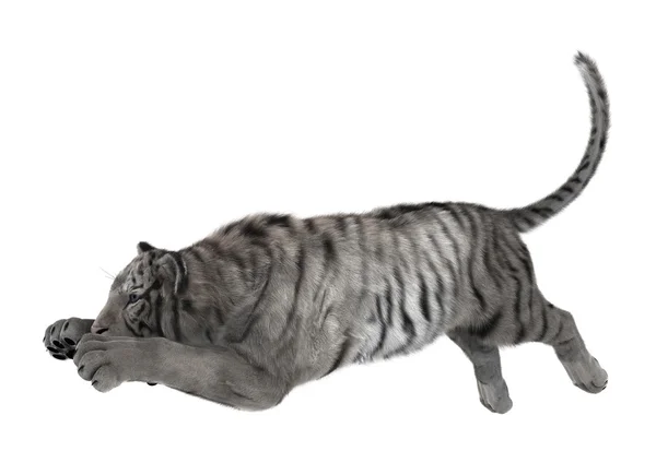 3D renderização tigre branco no branco — Fotografia de Stock