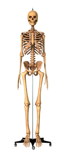 白の 3 d レンダリングの人間の骨格 — ストック写真