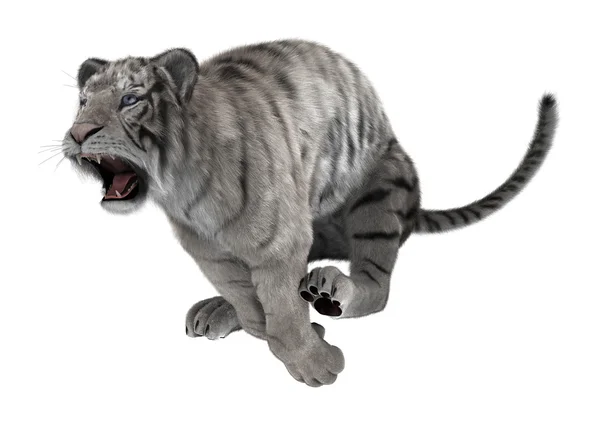 3D Rendering weißer Tiger auf weiss — Stockfoto