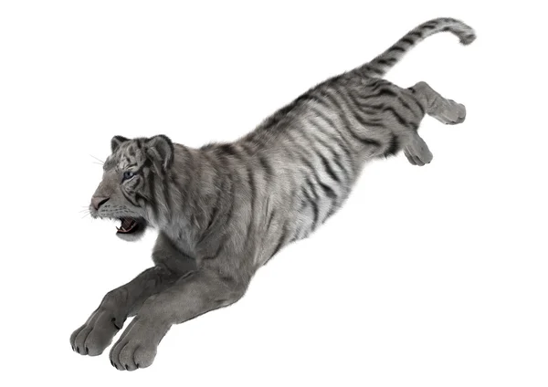 3D renderização tigre branco no branco — Fotografia de Stock