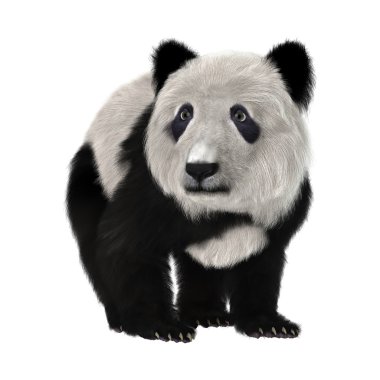 3D render ayı Panda yavrusu