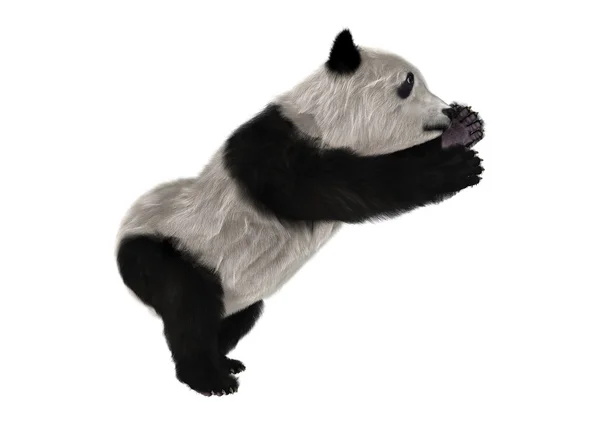 3D render ayı Panda yavrusu — Stok fotoğraf