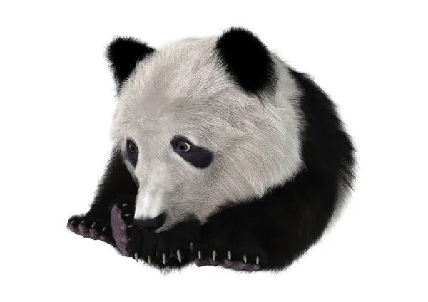 3D renderização Panda urso filhote — Fotografia de Stock