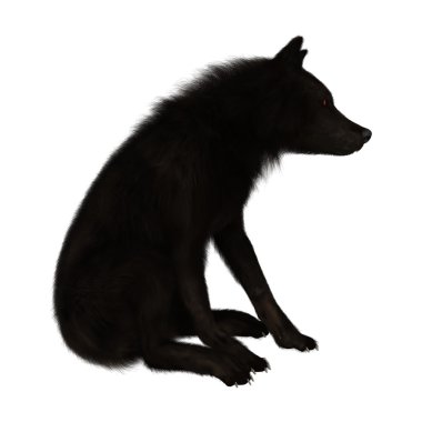 3D render siyah üzerine beyaz kurt