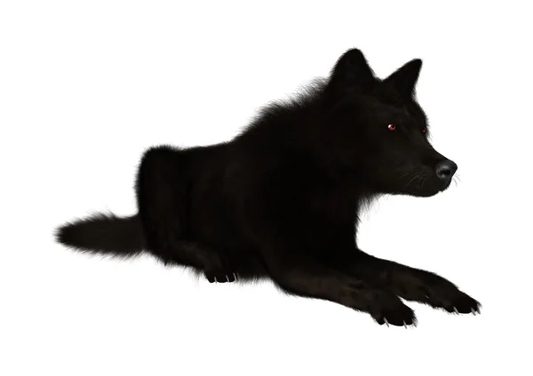 3D Rendering Black Wolf on White — Stock Photo, Image