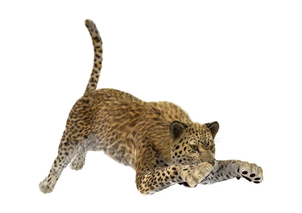 3D renderização Big Cat Leopard — Fotografia de Stock