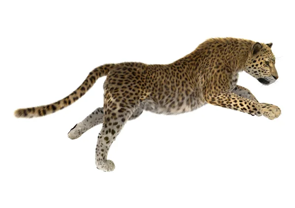 Rendu 3D Big Cat Leopard — Photo