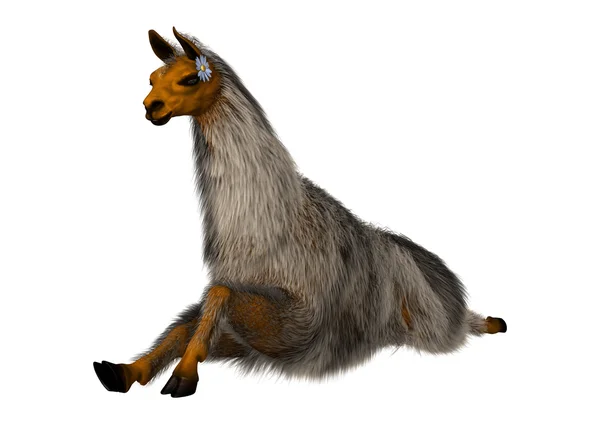 3D renderização Llama ou Lama em Branco — Fotografia de Stock