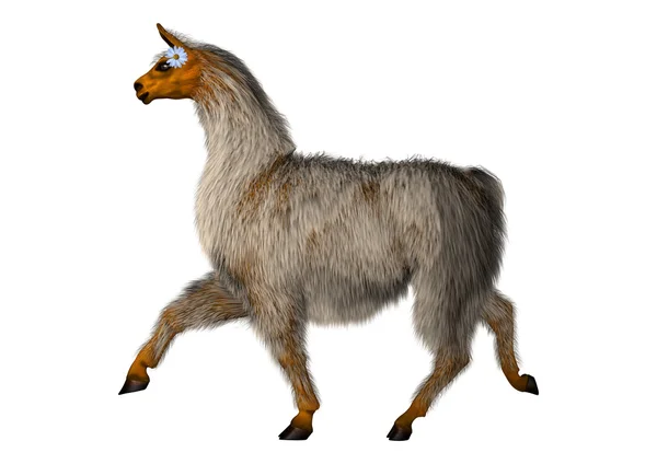 3D Rendering Llama o Lama su Bianco — Foto Stock