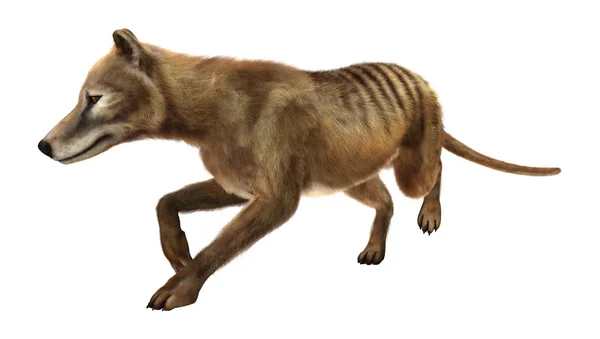 화이트에 3d 렌더링 Thylacine — 스톡 사진