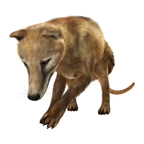 3D rendering Buidelwolf op wit — Stockfoto