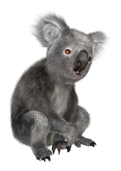 3D Rendering Koala Bear on White — Stock Photo, Image