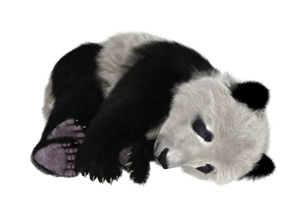 3D rendering Panda Bear σε λευκό — Φωτογραφία Αρχείου