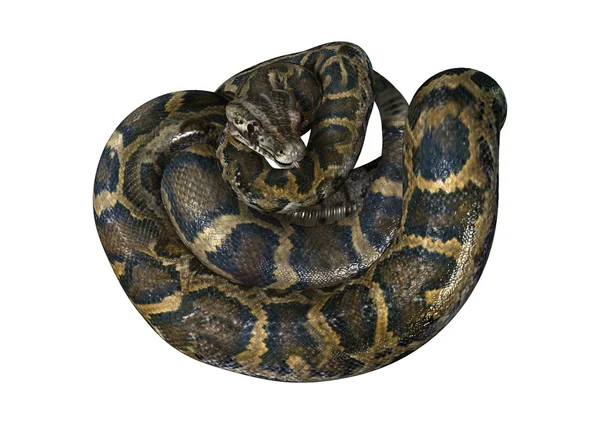 3D rendering burmai Python fehér — Stock Fotó