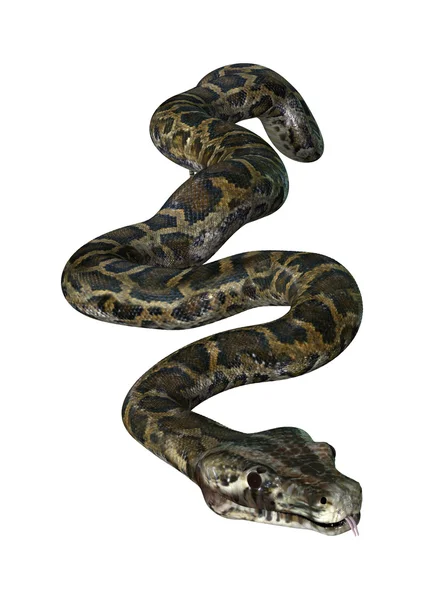 3D Rendering Burmesische Python auf Weiß — Stockfoto