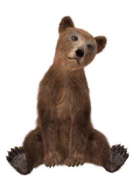 3D render boz ayı yavrusu beyaz