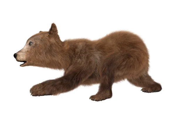 3D Rendering  Brown Bear Cub on White — Stock Photo, Image