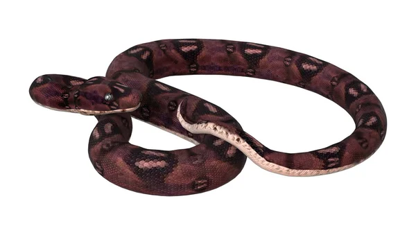 Representación 3D Anaconda Serpiente en Blanco —  Fotos de Stock
