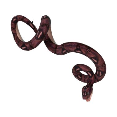 Beyaz 3D render Anaconda yılan