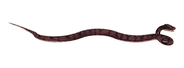 3D rendering Anaconda Snake op wit — Stockfoto