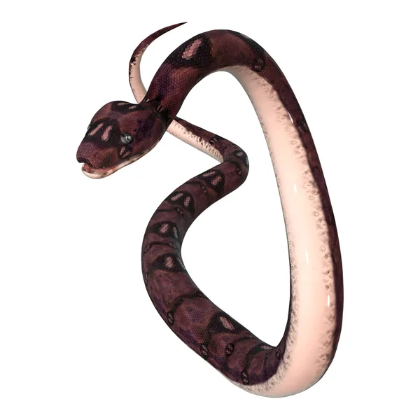 3D renderização Anaconda serpente no branco — Fotografia de Stock