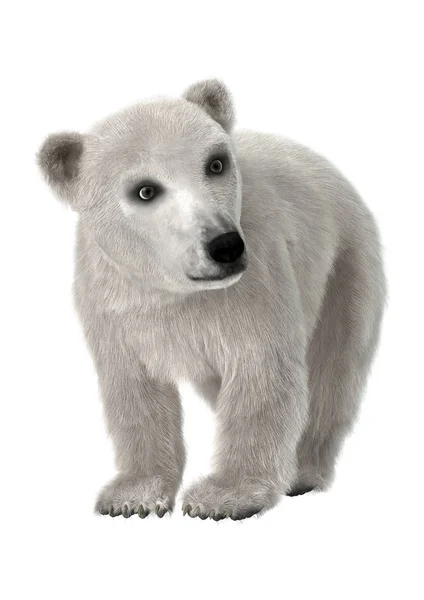 3D-рендеринг куба белого медведя — стоковое фото