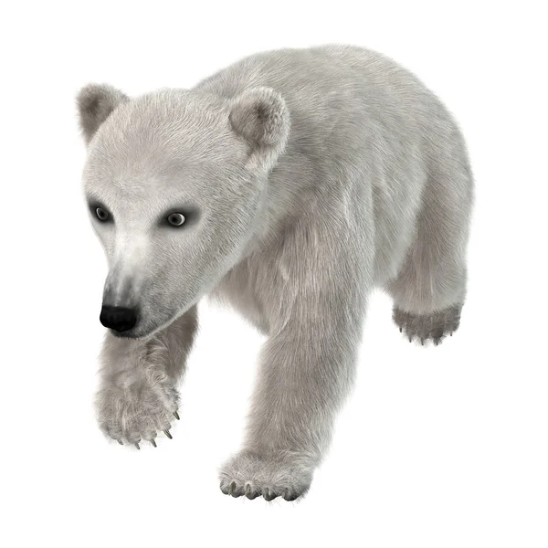 Cubo de oso polar de renderizado 3D en blanco —  Fotos de Stock