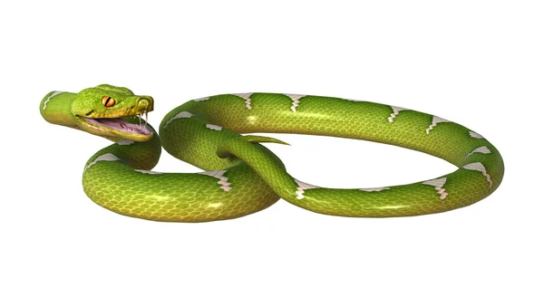 3D renderização verde árvore Python em branco — Fotografia de Stock