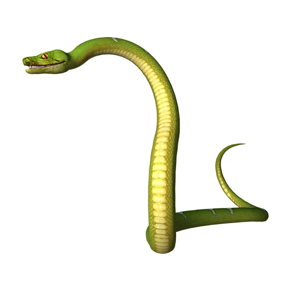 白の 3 d のレンダリング グリーン ツリー Python — ストック写真