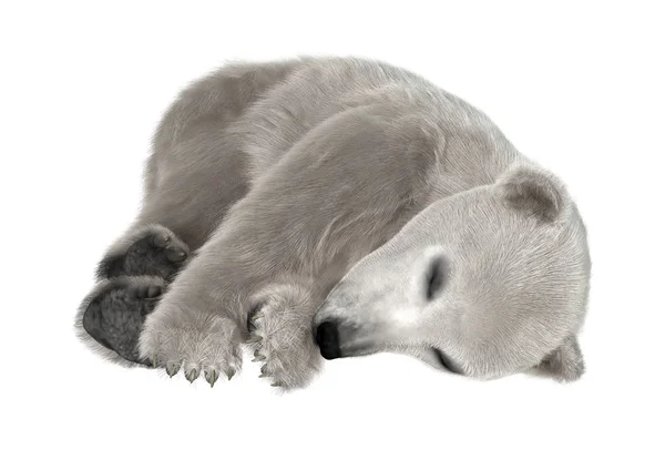 3D renderowania Polar Bear Cub na białym — Zdjęcie stockowe