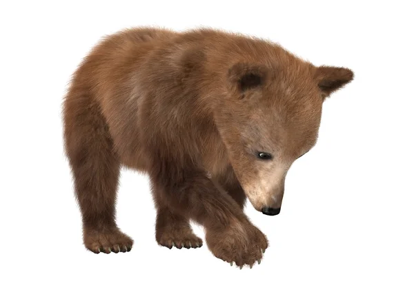 Representación 3D Brown Bear Cub en blanco —  Fotos de Stock