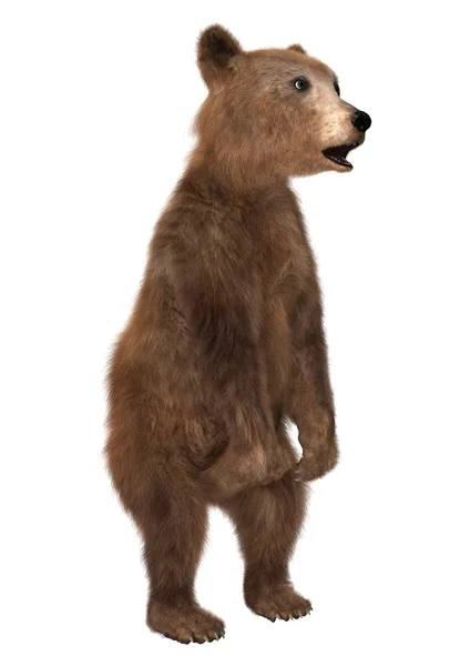 3D renderowania Brown Bear Cub na białym — Zdjęcie stockowe