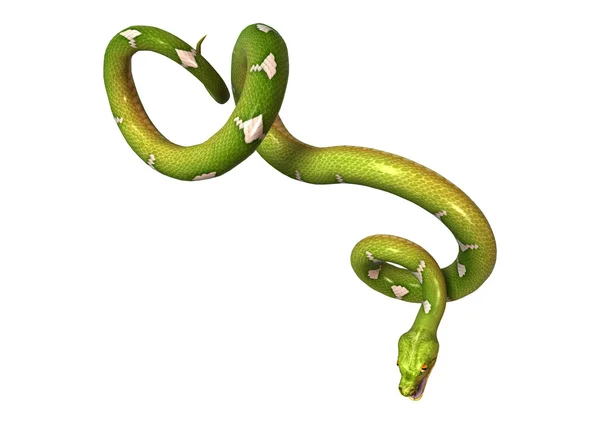 3D Rendering Green Tree Python en blanco —  Fotos de Stock