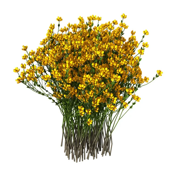 3D rendering Genista Hispanica blommor på vit — Stockfoto